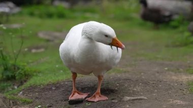 Doğal ortamda beyaz evcil kaz.