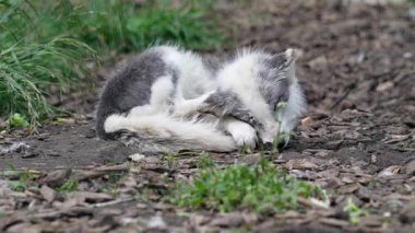 Kuzey Kutbu tilkisi doğal yaşam alanında yerde dinleniyor..