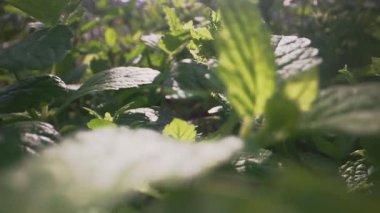 Naneli yapraklar arasında makro hareket.