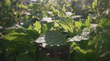 Naneli yapraklar arasında makro hareket.