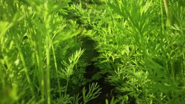 Maydanoz yaprakları arasında makro hareket.