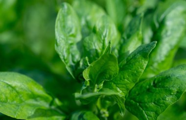 Bahçe yatağında taze ıspanak yetişiyor..