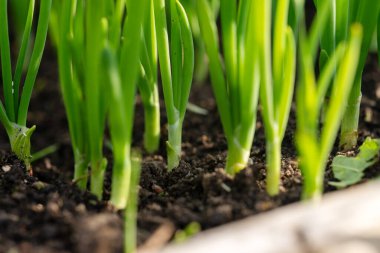 Yeşil soğan, orman benzeri bir perspektife sahip..