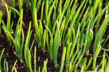 Yeşil soğan, orman benzeri bir perspektife sahip..