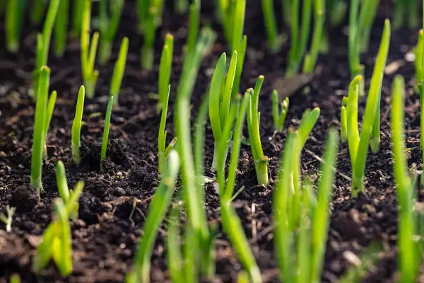 Yeşil soğan, orman benzeri bir perspektife sahip..