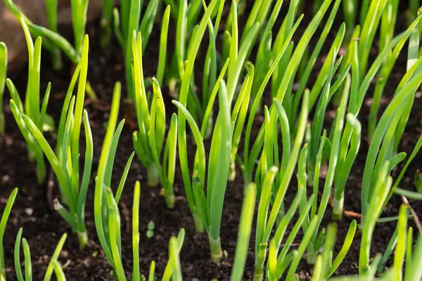 Yeşil soğan, orman benzeri bir perspektife sahip..