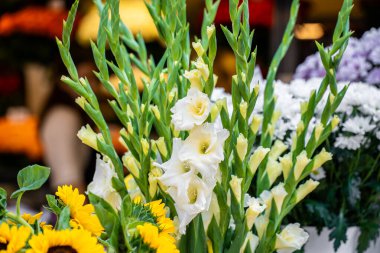 Pembe Aksanlı Taze Beyaz Gladiolus Buketi.