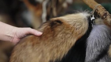 Geleneksel açık hava pazarında hayvan kürküne dokunan kadın.