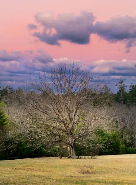 Lone Tree Grassy Meadow Colorful Dramatic Sky Smoky Mountains National Royalty Free Stock Images