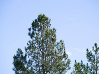 Çam ormanları ve misina yuvaları.