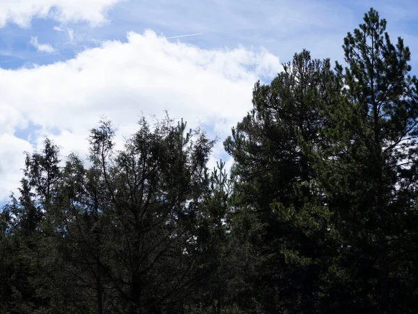 stock image pine forest with processionary nests.