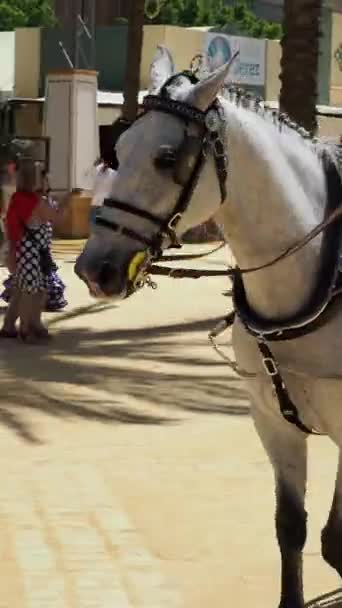 Paardenbeurs Jerez Frontera Mei 2023 Provincie Cadiz Andalusië Spanje — Stockvideo