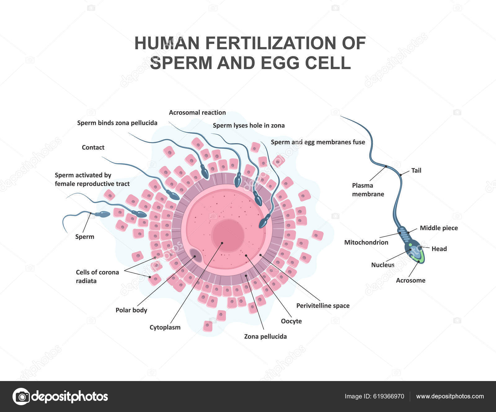 Kichkina yubka va paypoqli sargish Ossuriya jinsiy porno video
