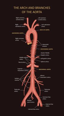 Kemer ve dallar. Tıbbi illüstrasyon