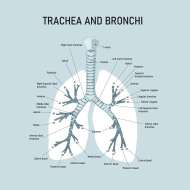 Nefes borusu ve bronşlar. İnsan bronşunun anatomisi. Tıbbi illüstrasyon