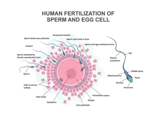 Sperm Yumurta Hücresinin Insan Döllenmesi Sitoplazma Çekirdek Plazma Zarı Olan — Stok Vektör