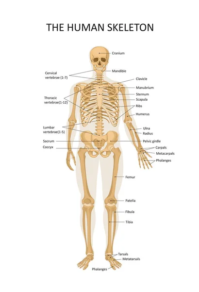 人間の骨格図 骨格系の主要部分 正面図 医用イラスト — ストックベクタ