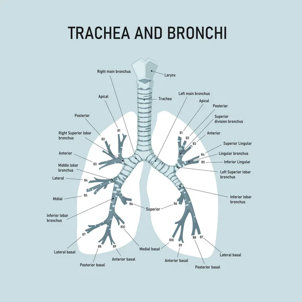 Трахея Бронхи Анатомия Человеческих Бронхов Медицинская Иллюстрация — стоковый вектор