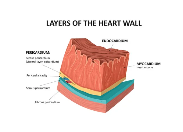 Kalp Duvarları Nın Katmanları Endokardiyum Miyokardiyum Katmanları — Stok Vektör