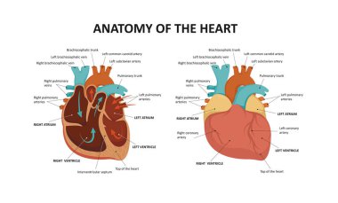 İnsan kalbi anatomisi. Vektör illüstrasyonu