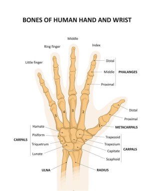 İnsan eli ve bileği kemikleri. Karpal kemikler