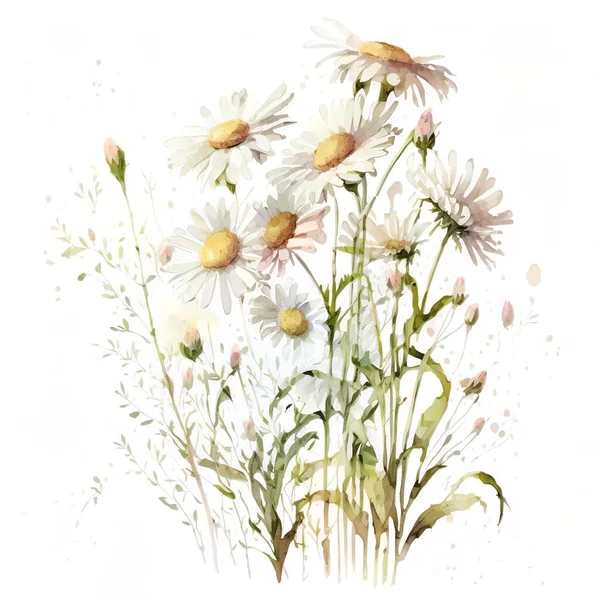 Akvarell Vilda Blommor Kamomill Sommar Blomsterarrangemang Tryckbar Blomstermålning — Stockfoto