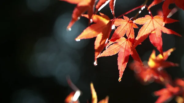 Faia Outono Vermelho Árvore Com Folhas Caindo Baixo Ângulo Disparo — Fotografia de Stock
