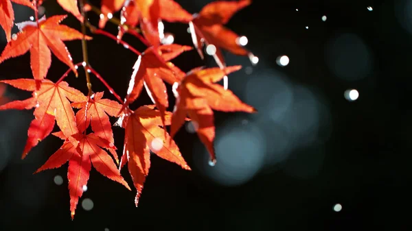 Düşen Yaprakları Olan Kırmızı Sonbahar Kayın Ağacı Düşük Açı Koyu — Stok fotoğraf