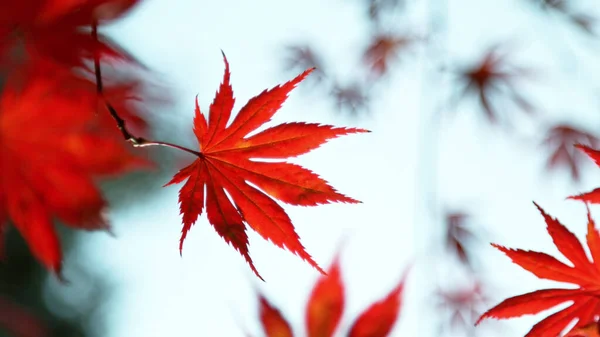 Красный Осенний Бук Опавшими Листьями Низкий Угол Стрельбы — стоковое фото