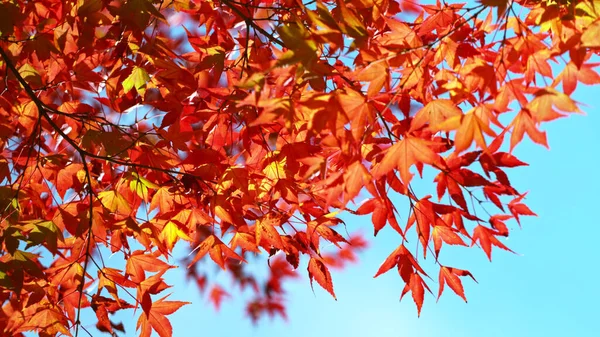 Red Autumn Beech Tree Falling Leaves Low Shooting Angle — Stock Photo, Image