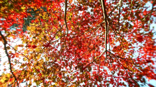 Rote Herbstbuche Mit Fallenden Blättern Niedriger Einschusswinkel — Stockfoto