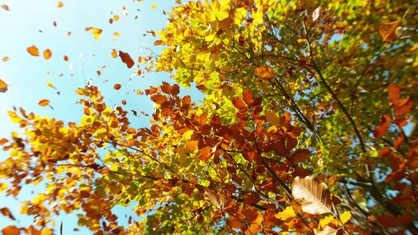 Düşen Yaprakları Olan Altın Sonbahar Kayın Ağacı Düşük Açı — Stok fotoğraf