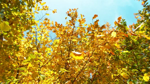 Zlatý Podzimní Buk Padajícím Listím Nízký Úhel Výstřelu — Stock fotografie