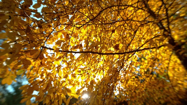 Złoty Jesienny Buk Opadającymi Liśćmi Niski Kąt Fotografowania — Zdjęcie stockowe