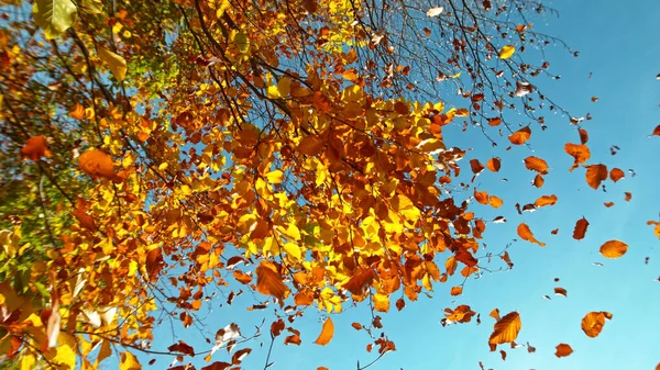 Faia Outono Dourada Árvore Com Folhas Caindo Ângulo Disparo Baixo — Fotografia de Stock