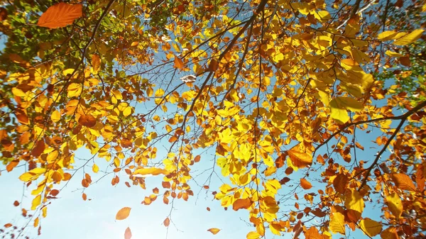 Düşen Yaprakları Olan Altın Sonbahar Kayın Ağacı Düşük Açı — Stok fotoğraf