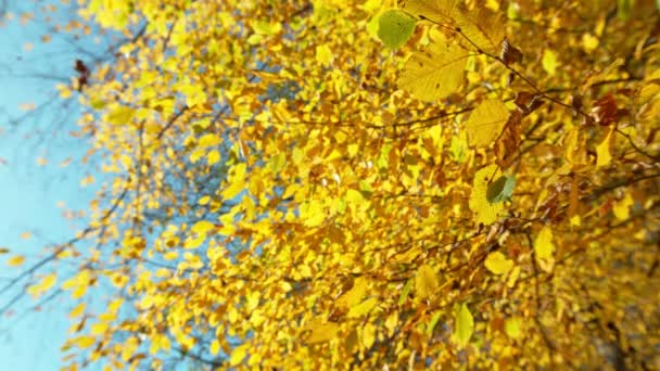 Супер Медленное Движение Осенних Листьев Бука Конечная Перспектива Листья Падают — стоковое видео