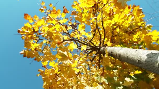 Сверхмедленное Движение Падающих Осенних Листьев Фоне Ясного Синего Неба Снято — стоковое видео
