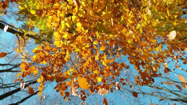 Super Zeitlupe Fallender Herbstbuchenblätter Ultimative Perspektive Blätter Fallen Richtung Kamera — Stockvideo