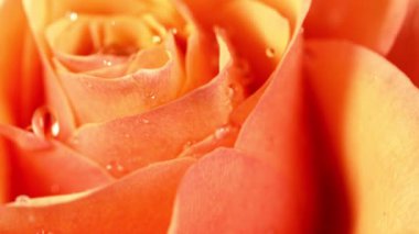 Turuncu gül çiçeğinin üzerine düşen su damlalarının süper yavaş çekimi. Yüksek hızlı sinema kamerası, 1000 fps. Makro çekim.