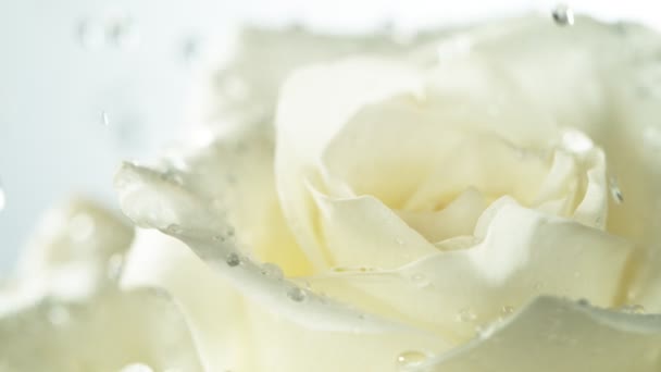 Super Powolny Ruch Spadających Kropli Wody Biały Kwiat Róży Nagrywane — Wideo stockowe