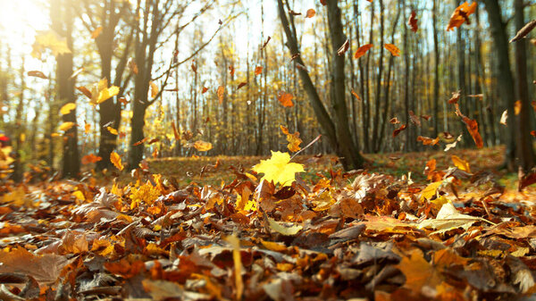 Detail of flying dry leaves in forest. Autumn seasonal concept with fallen dry leaves.