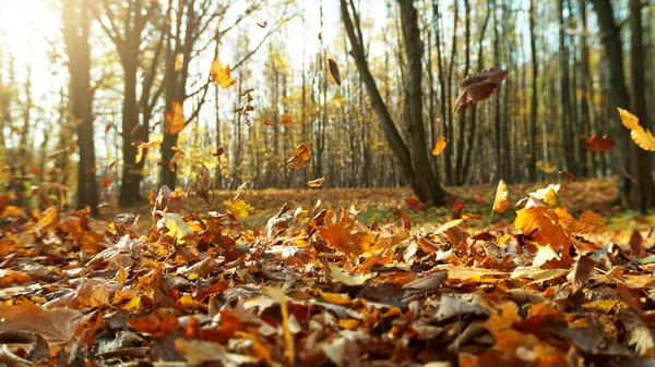 Detail Von Fliegenden Trockenen Blättern Wald Herbstliches Saisonkonzept Mit Abgefallenen — Stockfoto