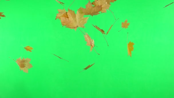 Супер Повільний Рух Осіннього Кленових Листя Зеленому Тлі Знімалася Високошвидкісній — стокове відео