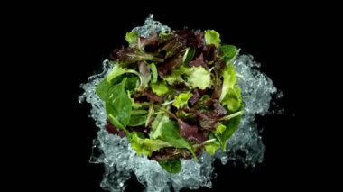 Suyla karışık salatanın süper yavaş çekimi, siyah arkaplan. Yüksek hızlı sinema kamerası, 1000 fps. Üst çekim. 