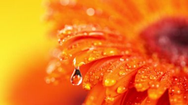 Renkli Gerbera çiçeğinin üzerine düşen su damlasının süper yavaş çekimi. Yüksek hızlı sinema kamerası, 1000 fps. Makro çekim.
