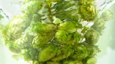 Super slow motion of rotating fresh hops cones in water. Underwater shot. Filmed on high speed cinema camera, 1000 fps.