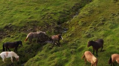 Aerial panoramic footage of running wild horses, Iceland. Slow motion drone 4k footage, rural landscape.