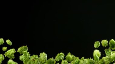 Flying Fresh Hops konilerinin Süper Yavaş Hareketi. Yüksek Hız Sinema Kamerası, 1000fps.