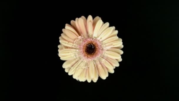 Super Powolny Ruch Obrotowego Kwiatu Gerbery Kolorze Mokrym Rozlewa Wodę — Wideo stockowe